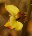 Image result for Eulophia tuberculata