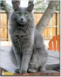 Nebelung Nebelung Cat Angora Cats Cats