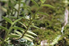 Image result for Eggelingia clavata