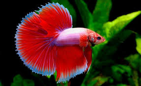 Il Pesce Mandarino Mondopets It