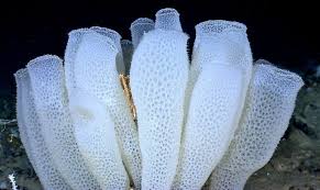Sea Sponge Stays Put Thanks To Glass Hair Futurity Sea Sponge Deep Sea Creatures Sea Creatures