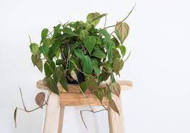 Fluorescent tubes give off little heat and produce two and a half to three times more light than incandescent bulbs of the same wattage. How To Care For Heartleaf Philodendron Philodendron Hederaceum Smart Garden Guide