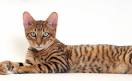 What is a Toyger Cat? How Much Do Toyger Cats Cost? - A ...