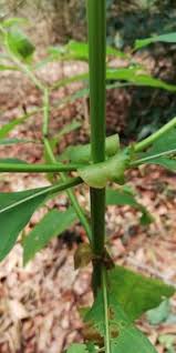 Image result for Morinda lucida