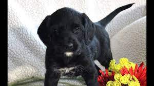 Feel free to browse classifieds placed by german shepherd dog breeders in pa and the surrounding areas. German Short Haired Pointer Poodle Mix Puppies For Sale Youtube