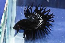 1 housing your crowntail betta. A 32 Imported Black King Crowntail Male Betta Fish Ebay