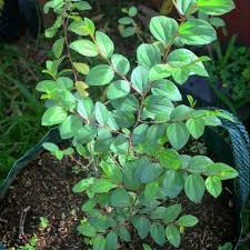 Bidara atau widara (ziziphus mauritiana) adalah sejenis pohon kecil penghasil buah yang tumbuh di daerah kering. Paket 5 Batang Pohon Bidara Arab Asli Berkualitas Shopee Indonesia