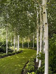 Landscape Focused Landscape Garden Design Ideas Beautiful Gardens Birch Trees Garden Backyard Landscaping