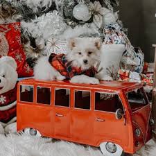 Looking for puppies for sale in brooklyn ny? Puppy Boutique 249 Photos 219 Reviews Pet Stores 8002 17th Ave Brooklyn Ny Phone Number Yelp