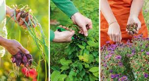 Nous nous acheminons vers la fin de l'été et le mois de septembre constitue l'un des mois les plus importants pour votre jardin. Que Faire Au Jardin En Septembre