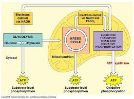 Image Result For Figures Showing Where Glycolysis Krebs