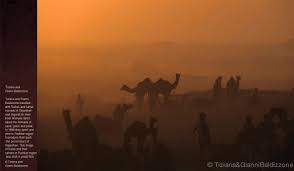 It is located about 8 km from bikaner city in the state of rajasthan in. Camels Of Rajasthan