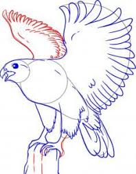 Idea From How To Draw A Falcon In 5 Easy Steps Easy Drawings Bird Drawings Drawings I mean come on now people, no one ever said anything to. to draw a falcon in 5 easy steps