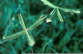 Image result for Dactyloctenium geminatum