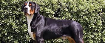 1038 purdue mountain road bellefonte pa 16823 phone: Greater Swiss Mountain Dog Dog Breed Profile Petfinder