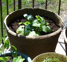 The zucchini plant is one of the most common vegetables grown in the home garden in containers. Container Zucchini Ing