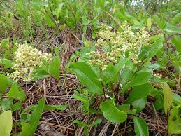 Image result for Ficalhoa laurifolia