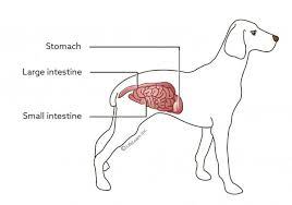 Furthermore, they may be vomiting, or you may notice blood in their urine or stool. Gastroenteritis In Dogs Vca Animal Hospital