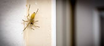 Image result for yellow sac spider bite skin
