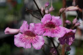 Image result for Podranea brycei