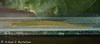 Image result for Vandellia