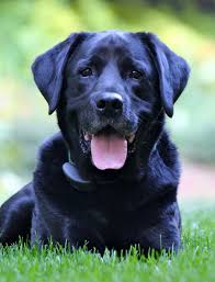Search results for labrador mix puppies pets and animals for sale in cleveland, ohio. Screen For Centronuclear Myopathy In Labs Ddc