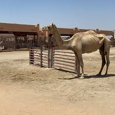 For an unusual wildlife experience, take a day trip to al ain's camel market, one of the last remaining in the u.a.e. Al Ain Camel Market Farm