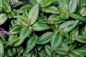 Image result for Stanfieldiella