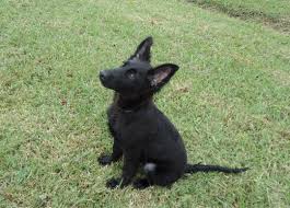 A black and cream german shepherd is a very common color for this breed. 46 Best Black German Shepherd Pictures