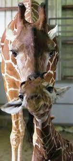 Take a look at more live webcams in new york. 160 April Oliver Tajiri Johari And Azizi Ideas In 2021 Animal Adventure Park Giraffe Baby Giraffe