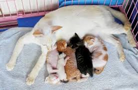 We did not find results for: Kittens Aren T Little Cats