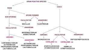 Flow Chart For Identifying Bacteria Gram Positive