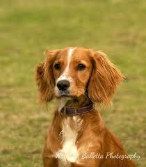 Black And Brown Working Cocker Spaniel Pin By Glo On Pets Of All Kinds Cocker Spaniel Puppies Working Cocker Cute Dogs Images