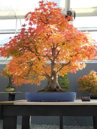 Bonsai is the ancient japanese art form of miniature trees in containers. Bonsai Class Resobox