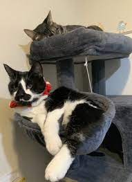 Paws Claws Veterinary Hospital Home Facebook