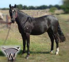 Maybe you would like to learn more about one of these? Does Freeze Branding Hurt Equine Quick Response Blog