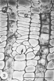 Image result for Strephonema