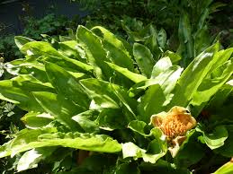 Image result for Scadoxus membranaceus