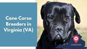Maybe you would like to learn more about one of these? 15 Cane Corso Breeders In Virginia Va Cane Corso Puppies For Sale Animalfate