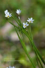 Sure, it's a new year, but we're in worse shape right now than we were all of last year. Prairie Blue Eyed Grass Native Plant Good For Bees Native Plants Grass Plants