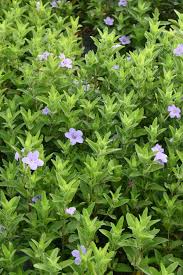 Image result for Vandellia humilis