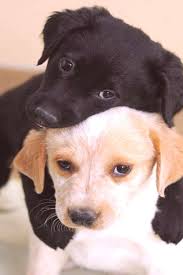 Cutepuppy Adorable Puppies Develop Choices Popular Breeds Cutest Photos Puppy World There Cute Dog Memes Cute Puppies Australian Shepherd Puppies