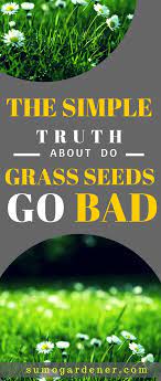 Do Grass Seeds Go Bad Or Expire How To Properly Store Them Grass Seed Grass Seeds