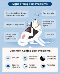 This device will retain more moisture in the air, creating a healthy environment for a dog's skin. Dog Skin Conditions And Natural Treatments Canna Pet