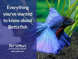 We understand that your pet is more than just a pet. Everything You Ve Wanted To Know About Betta Fish