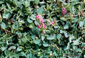 Image result for Phyllanthus ovalifolius