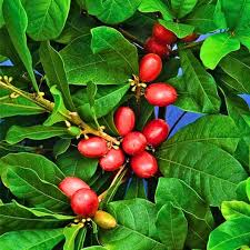 Image result for Synsepalum