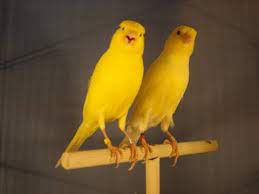Canario Belga Canto Campainha Canary Belgian Audio Animals Birds Malinois