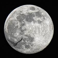 Vollmond kalender 2021 wann ist vollmond? Vollmond Im April 2019 Lehrte Myheimat De