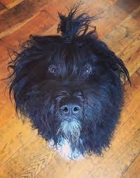Check spelling or type a new query. Pastore Bergamasco Informazioni E Caratteristiche